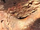 View Cameron 20" x 5' High Pressure Sand Trap Separator image 5