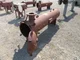 View PECO Facet Horizontal Coalescer Filter Housing 18" x 6'7" Model 55HX-3-660-18-275-6F image 9