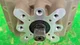 View Bettis TorqPlus EM-800 Electric Quarter-Turn Valve Actuator, 1000 in-lb Torque, 24VDC image 4