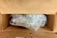 View United Electric Controls Type E55 Temperature Switch E55-E22BS image 7