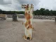 View KMI Fabricators Vertical Cartridge Filter Vessel 20" x 5' image 11