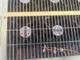 View AFC 0310-1716 Cooling Fan Tray F10, P/N 8650-0414 image 4