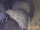 View Texas Tanque Packed Contact Tower 10.75" x 15' image 6