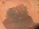 View Allen Tank Amine Contactor Tower 48" ID x 50' image 8