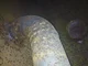 View Plant Process Equipment Inc. Gas Scrubber 14" x 6'6" image 11
