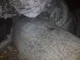 View R.W. Holland Hairpin Heat Exchanger 2' x 9'6" image 3